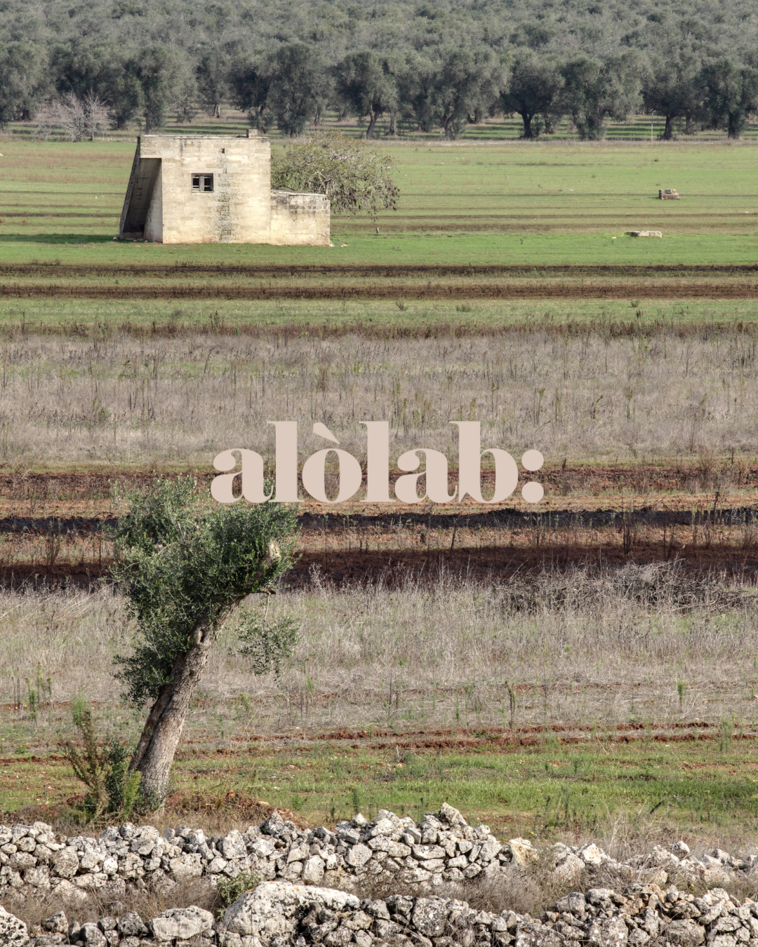 alòlab: ci siamo rifatti il look